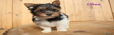 Ukee Amazing Biewer– Girl – Biewer Yorkshire Terrier – Black, white and tan