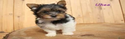 Biewer Terrier dogs for sale: ✨ Stunning Biewer & Merle Yorkies – Ready 09 Apr ✨ - Advert 14