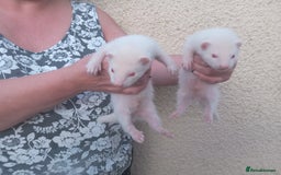 Ferret rodents for sale: Ferrets well breed  - Image 1