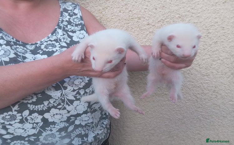 Ferret rodents - Advert 2