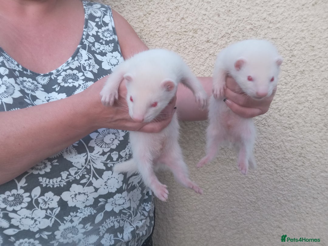 Ferret rodents for sale: Ferrets well breed  - Image 1