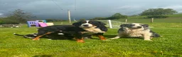 Bernese Mountain Dog dogs for sale: Beautiful Bordernese Puppies - Advert 8