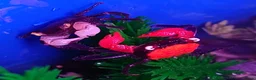 Other/Mixed Breed fish for sale: Manchester Pet's and Aquatics - Full Stock List - Advert 10