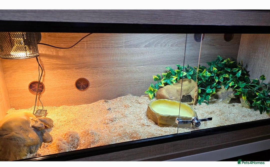 Corn Snake reptiles for sale: Corn snake and full set up - Advert 2