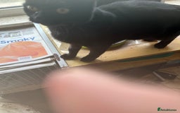 Mixed Breed cats for adoption: Milly the rescue cat needs new home - Image 3
