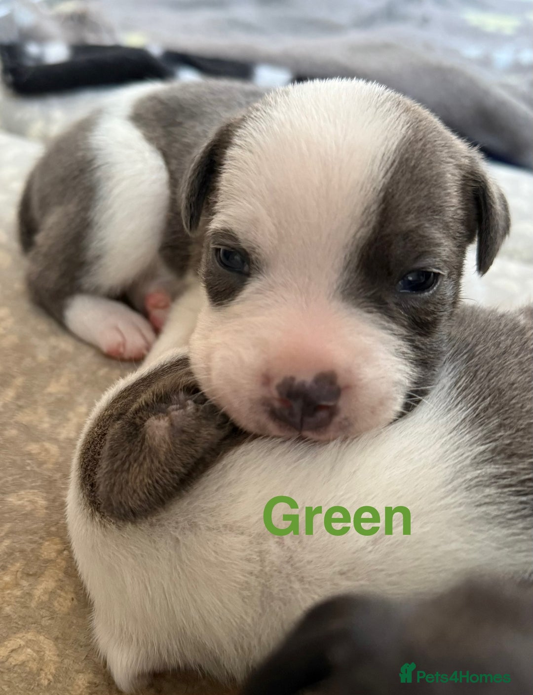 Mixed Breed dogs for sale: Staffie mix puppies - Image 7