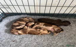Cockapoo dogs for sale: Chocolate merl Cockapoo puppies  - Image 10