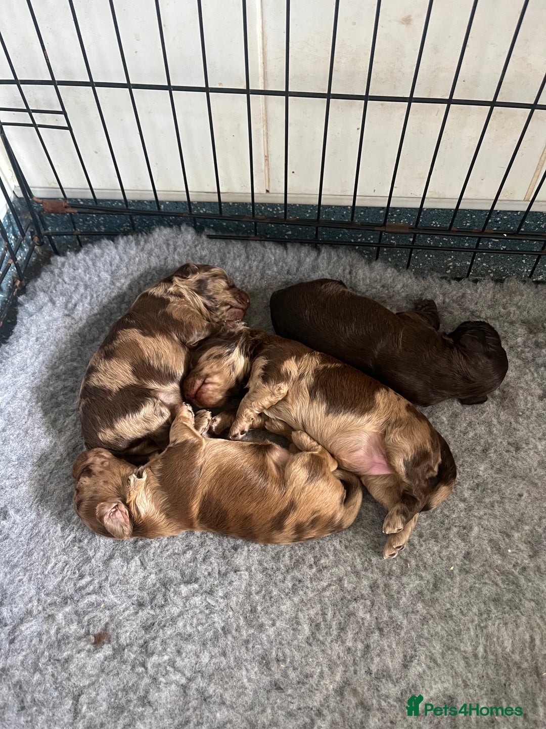 Cockapoo dogs for sale: Chocolate merl Cockapoo puppies  - Image 10