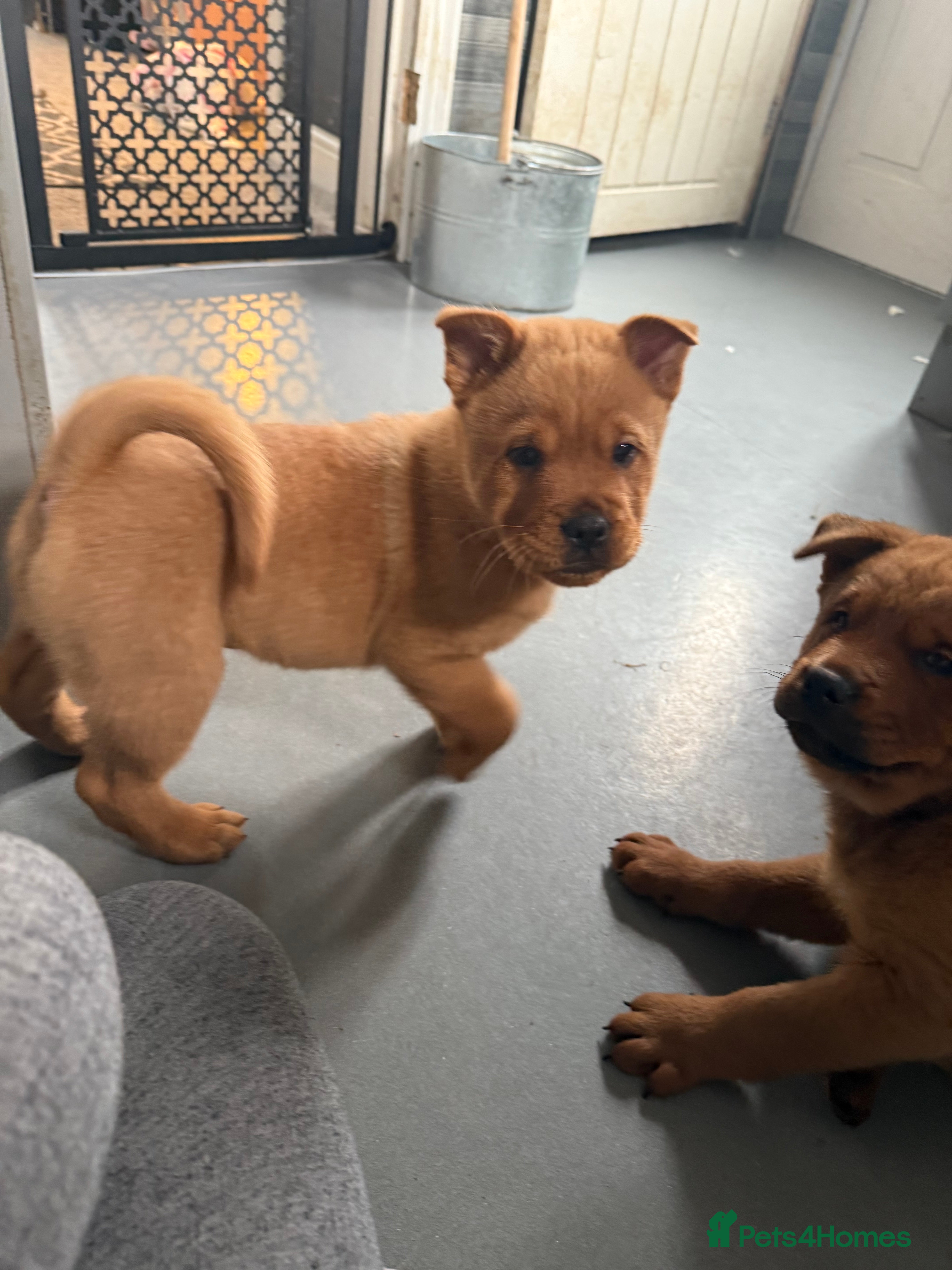 Mixed Breed dogs Ready now Chow chow x Rottweiler puppies  - Advert 1