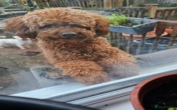 Toy Poodle dogs for sale: Leo sweet boy - Image 2
