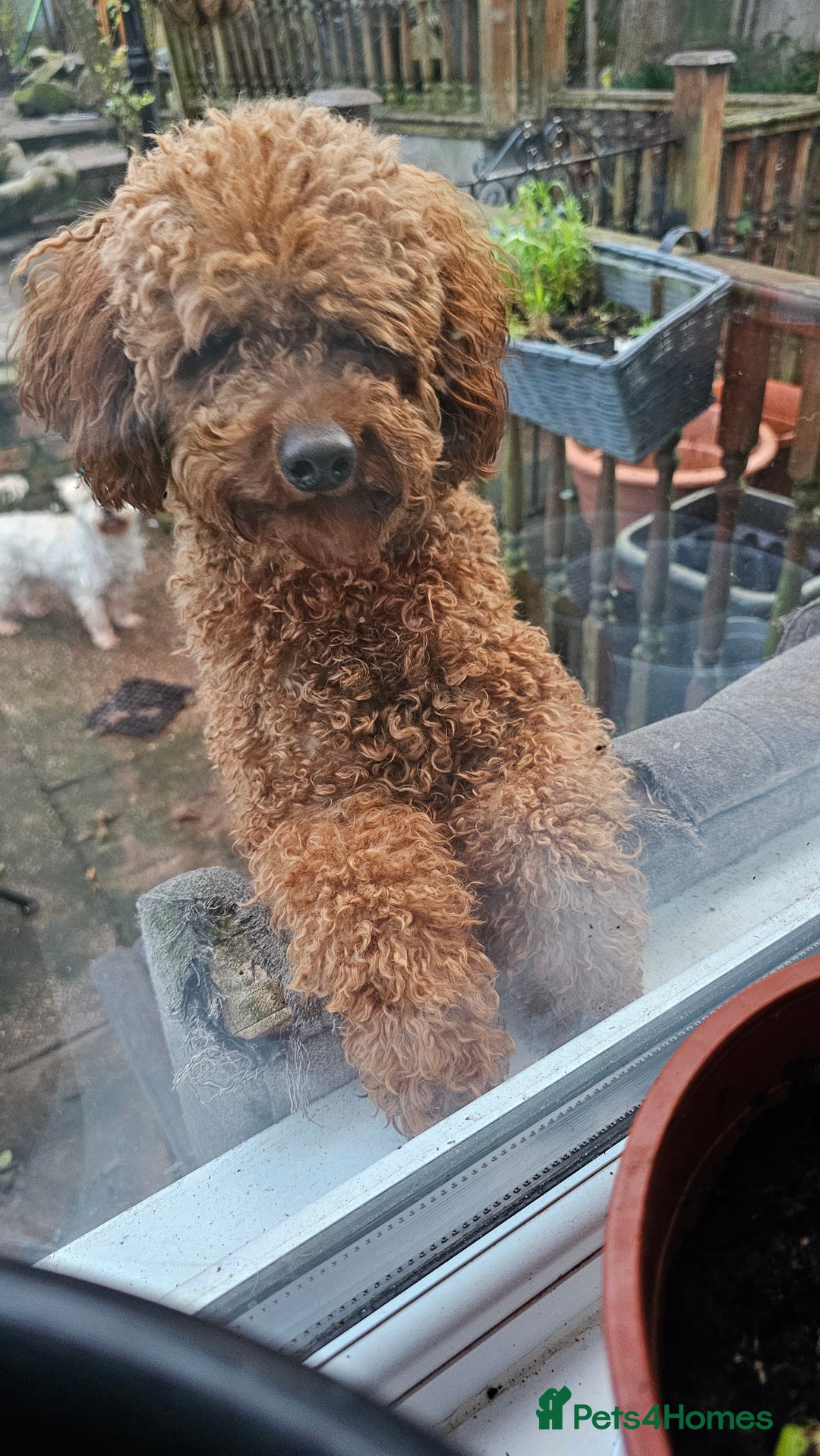 Toy Poodle dogs for sale: Leo sweet boy - Image 2