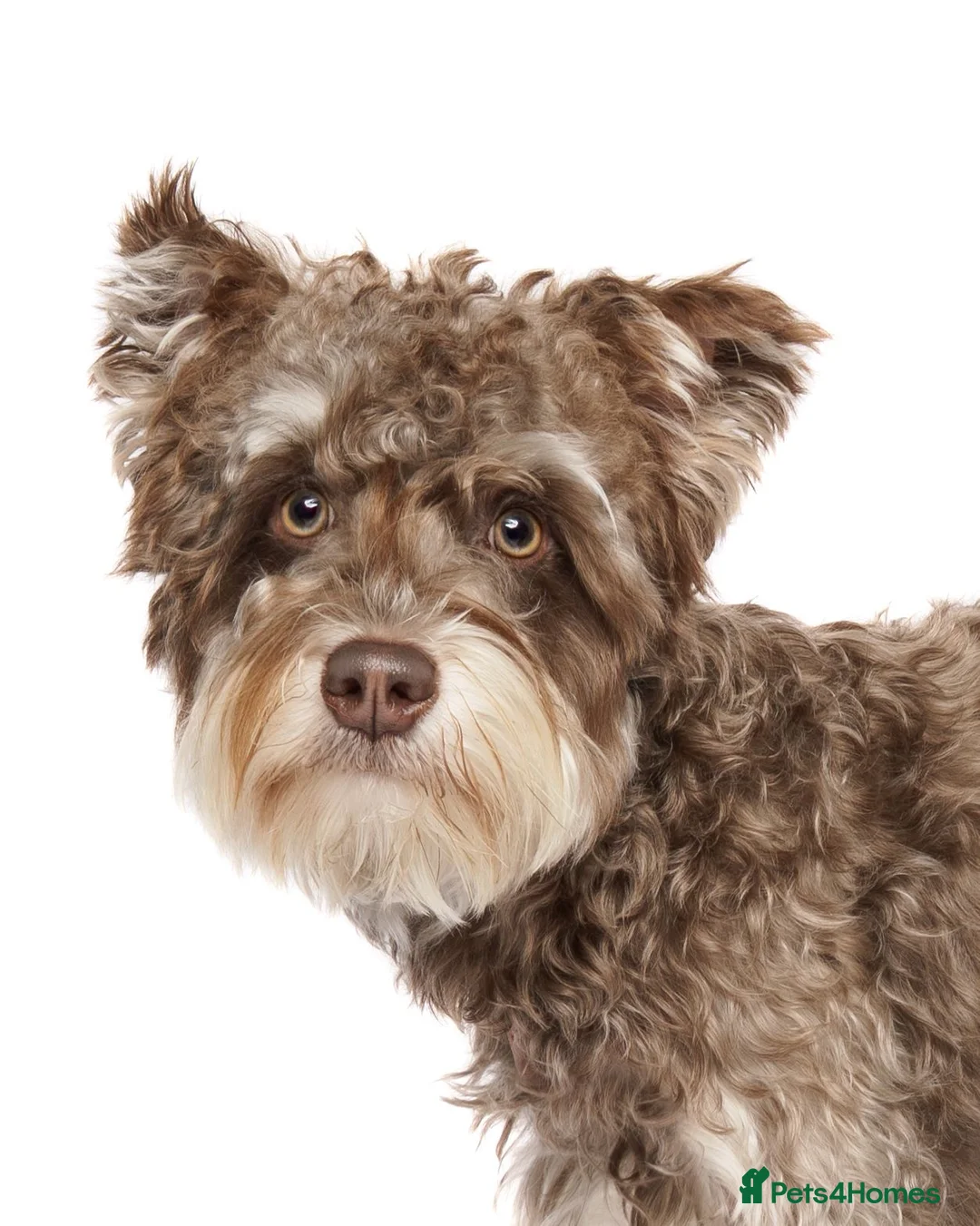 Miniature Schnauzer dogs for stud: Asian Miniature Schnauzer   - Advert 1