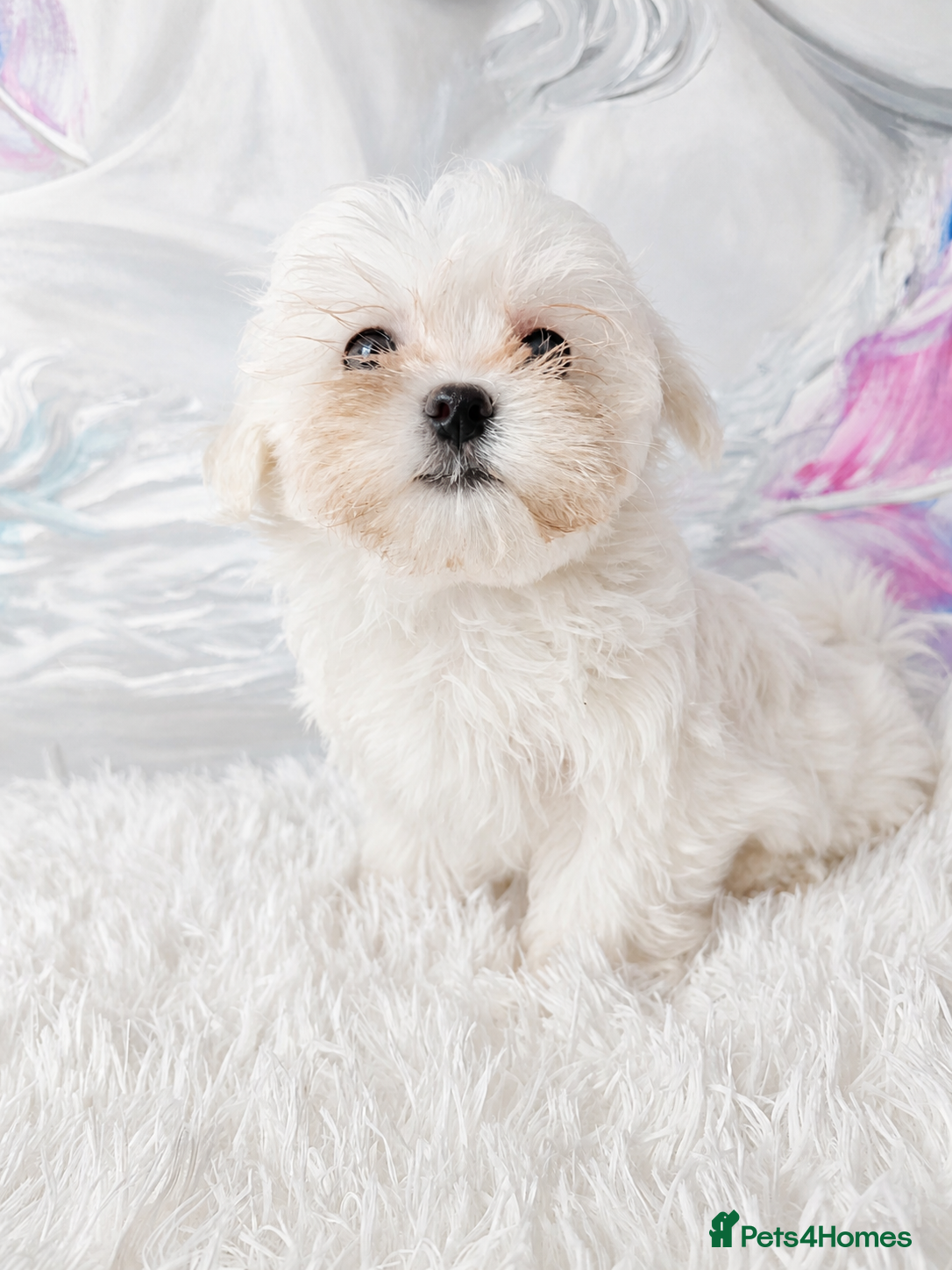Maltese dogs for sale: Maltease KC ONLY ONE GIRL AND ONE BOY LEFT. - Advert 4