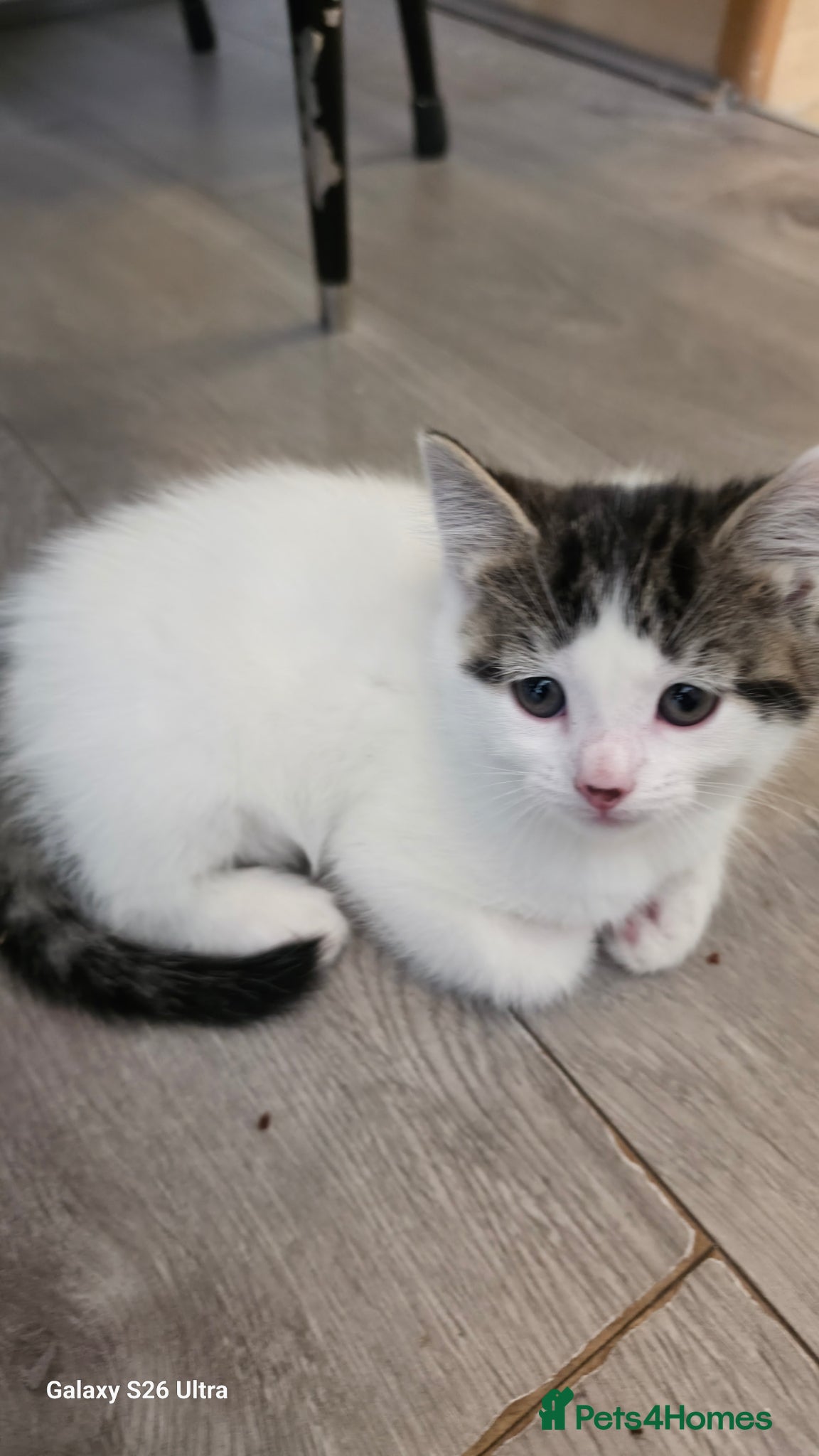 Mixed Breed cats Beutifull kittens  - Advert 2