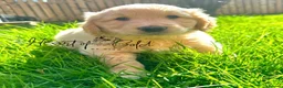 Golden Retriever dogs for sale: KC last boy  ❤️ on holiday 11-18.05 , final price  - Advert 21