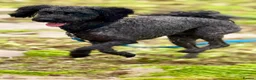 Labradoodle dogs for sale: Labradoodle  in Bognor Regis - Advert 7