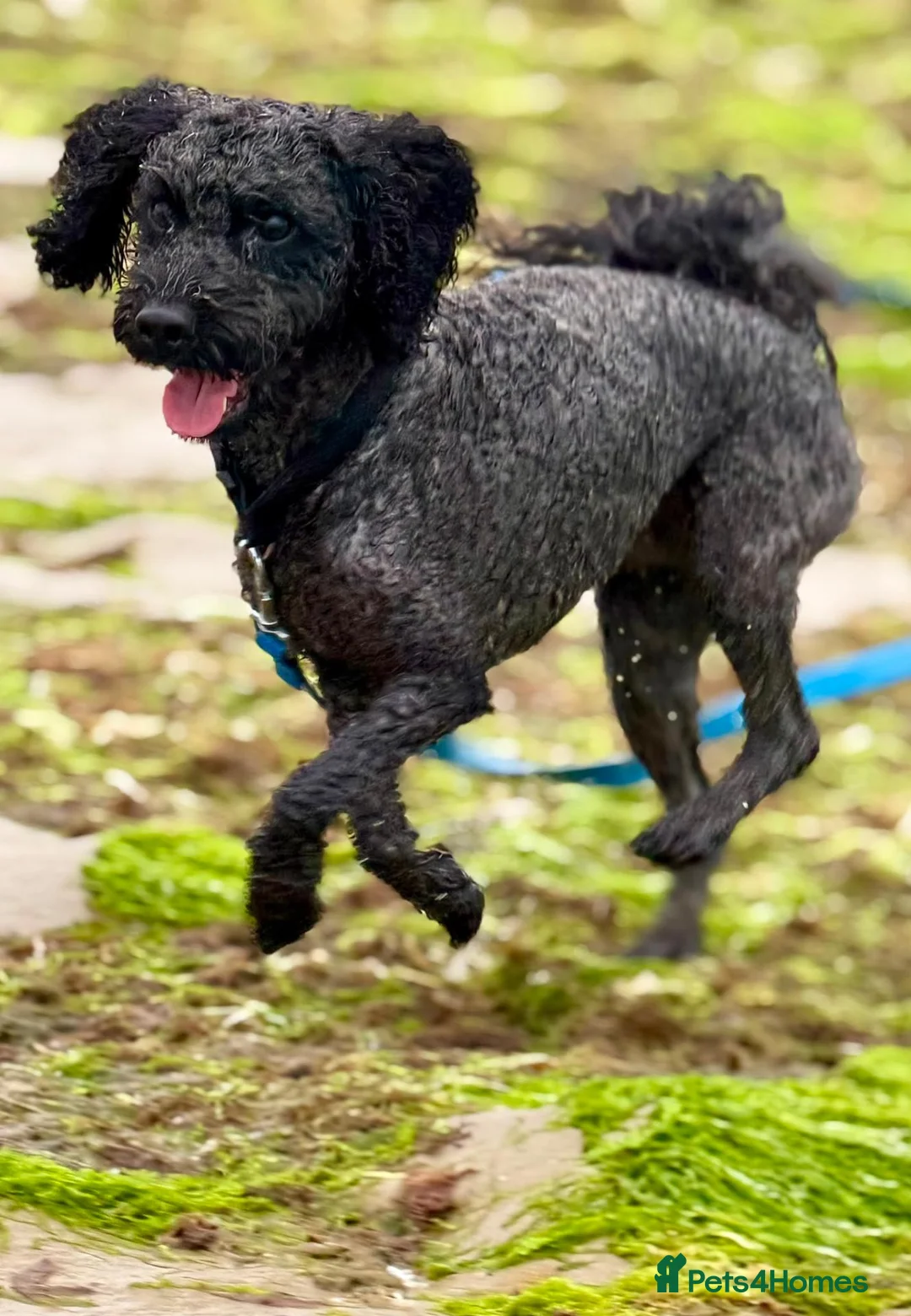 Labradoodle dogs for sale: Labradoodle  in Bognor Regis - Advert 7