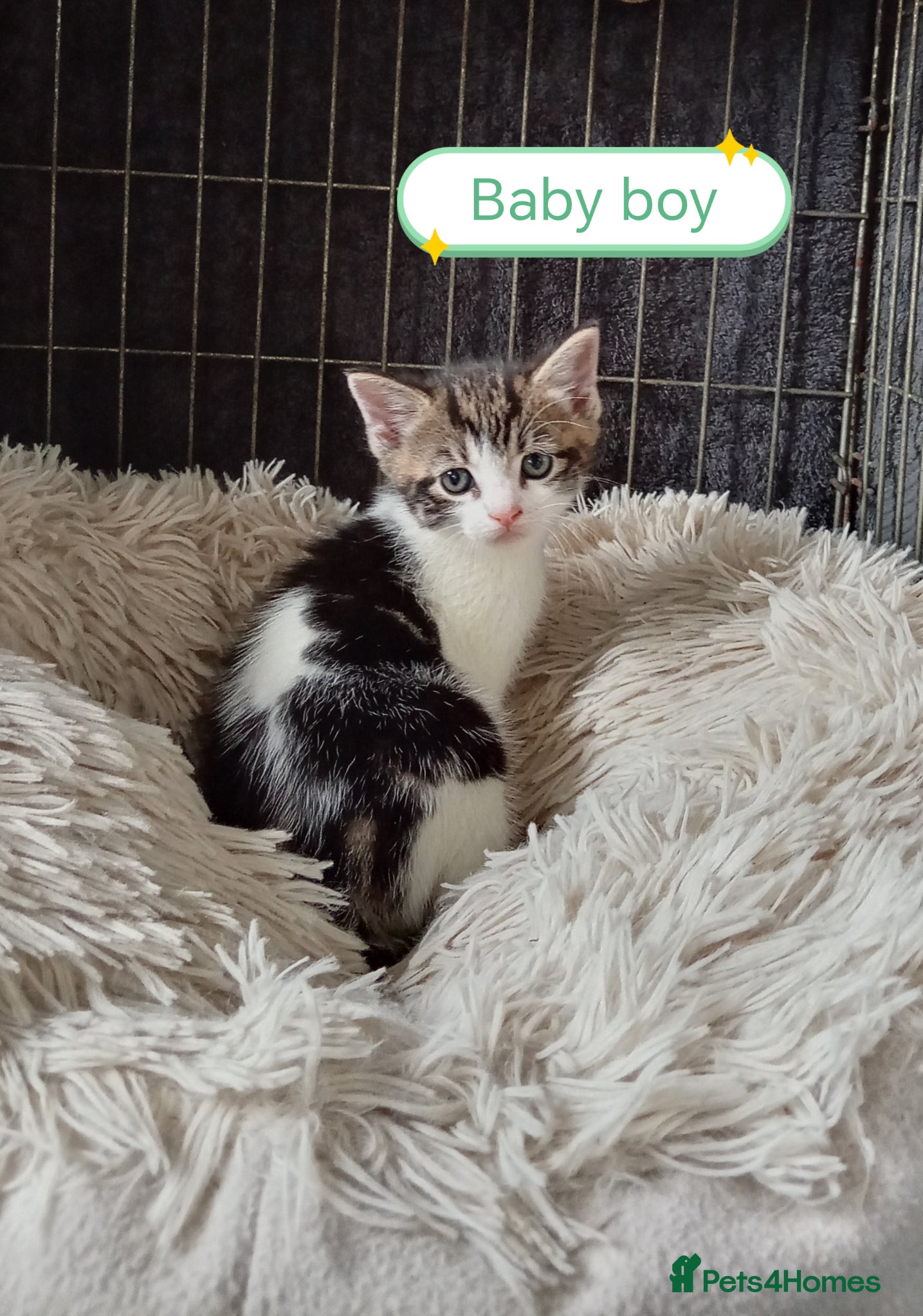 Mixed Breed cats Ginger and different coloured kittens  - Advert 6