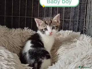 Mixed Breed cats Ginger and different coloured kittens - Advert 6