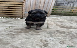 German Shepherd dogs for sale: Stunning top quality German shepherd puppies - Image 5