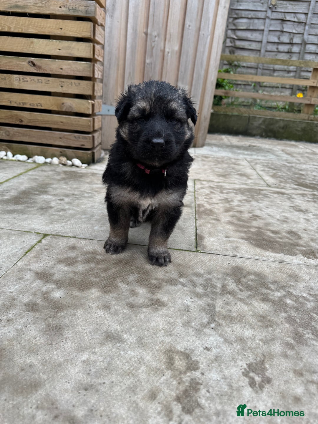 German Shepherd dogs for sale: Stunning top quality German shepherd puppies - Image 5