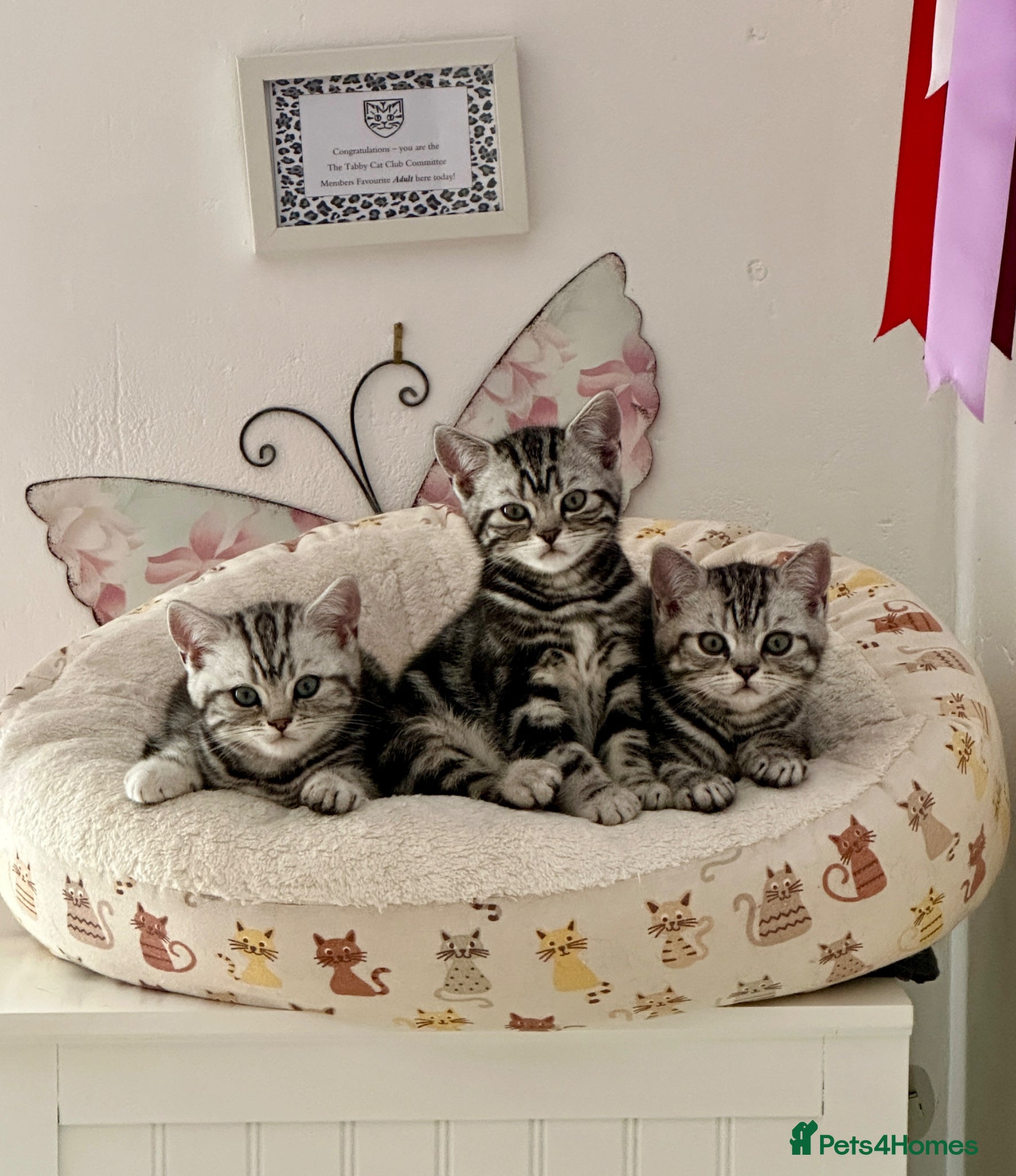 British Shorthair cats British Silver tabby kittens - Advert 15