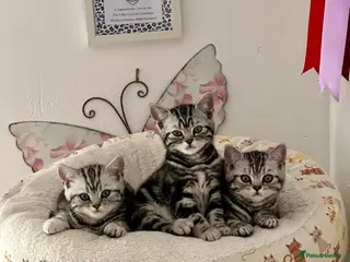 British Shorthair cats British Silver tabby kittens - Advert 15