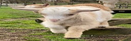 Goats livestock for sale: GORGEOUS NEW BORN BABIES AND YOUNG NANNIES  - Advert 21