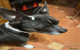 Mixed Breed dogs for sale: French bulldog/terrier cross  - Image 9