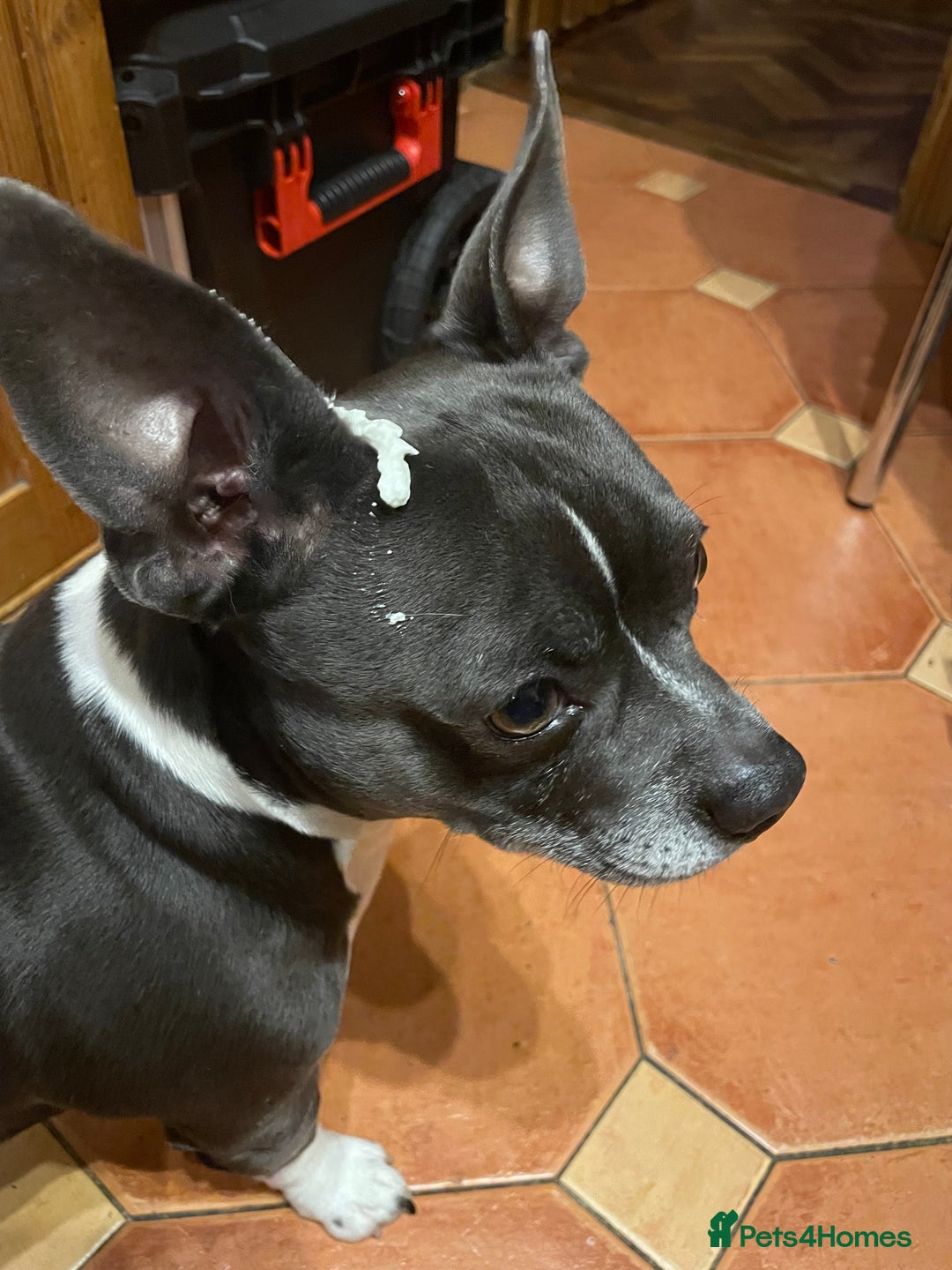 Mixed Breed dogs for sale: French bulldog/terrier cross  - Image 9