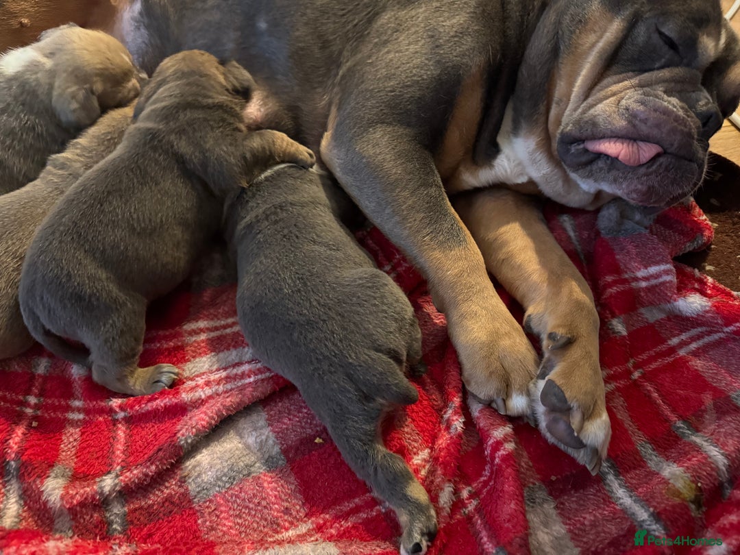 Olde English Bulldogge dogs for sale: Stunning Olde English Bulldog puppies - Advert 15
