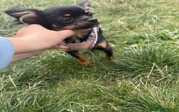 Chihuahua dogs for sale: Tiny 1.2 kg female chihuahua  - Image 2