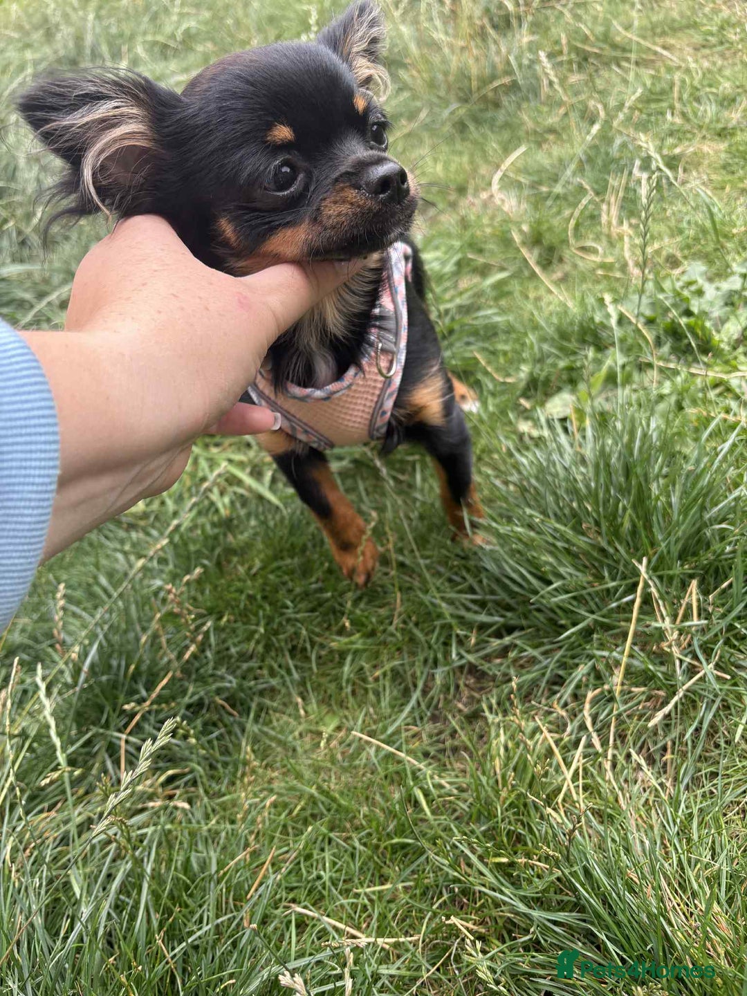 Chihuahua dogs for sale: Tiny 1.2 kg female chihuahua  - Image 2