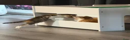 Domestic Shorthair cats for sale: Two beautiful female kittens for new home - Advert 7