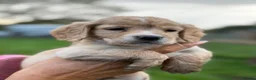 Cocker Spaniel dogs for sale: Beautiful cocker spaniel puppies  - Advert 12