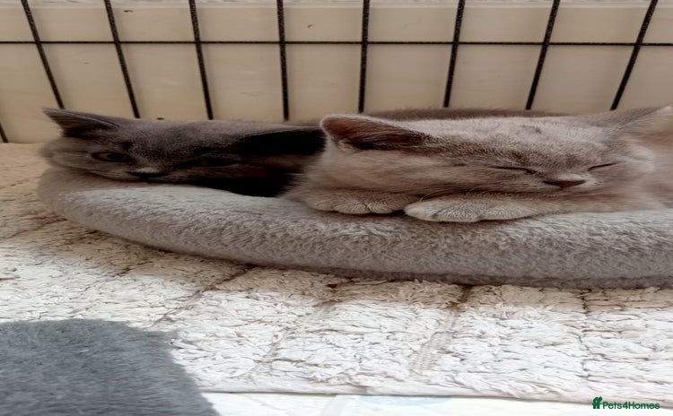 British Shorthair cats - Advert 1