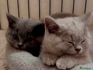 British Shorthair cats - Advert 2
