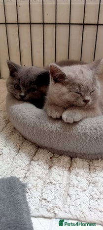 British Shorthair cats - Advert 1