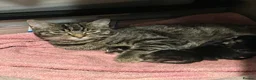 Mixed Breed cats for sale: 1/4 Ragdoll kittens  in Bordon - Advert 1