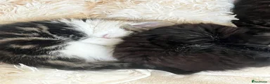 Mixed Breed Kitten 3