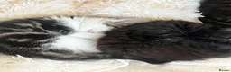 Mixed Breed cats for sale: 4 Beautiful litter trained Kittens - Advert 3
