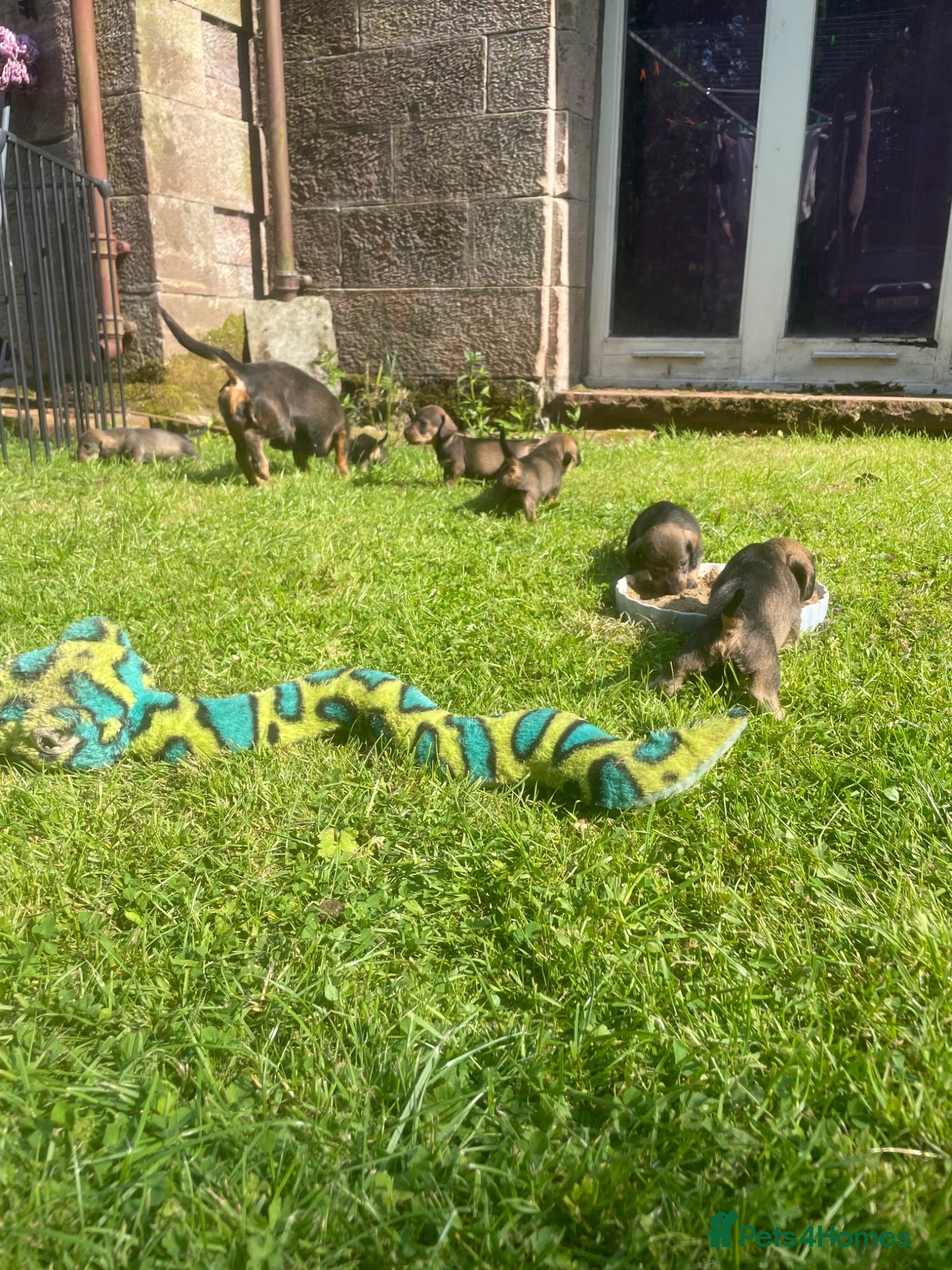 Dachshund dogs Beautiful wired haired sausage dogs  - Advert 17