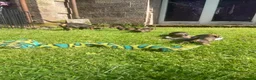 Dachshund dogs for sale: 3 beautiful boy wired haired sausages  - Advert 18