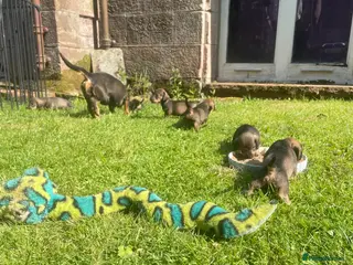 Dachshund dogs Beautiful wired haired sausage dogs - Advert 1