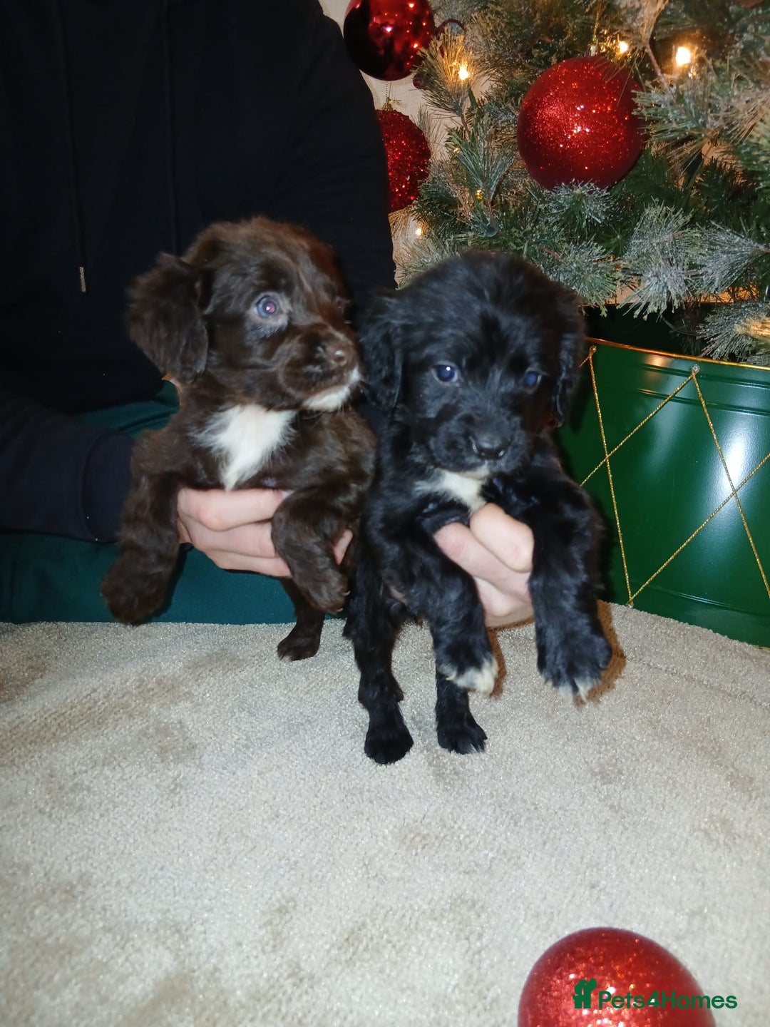 Cocker Spaniel dogs for sale: 2 beautiful cocker spaniel pups ready now - Advert 8