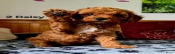 Toy Poodle dogs for sale: Toy Poodle  - Advert 15