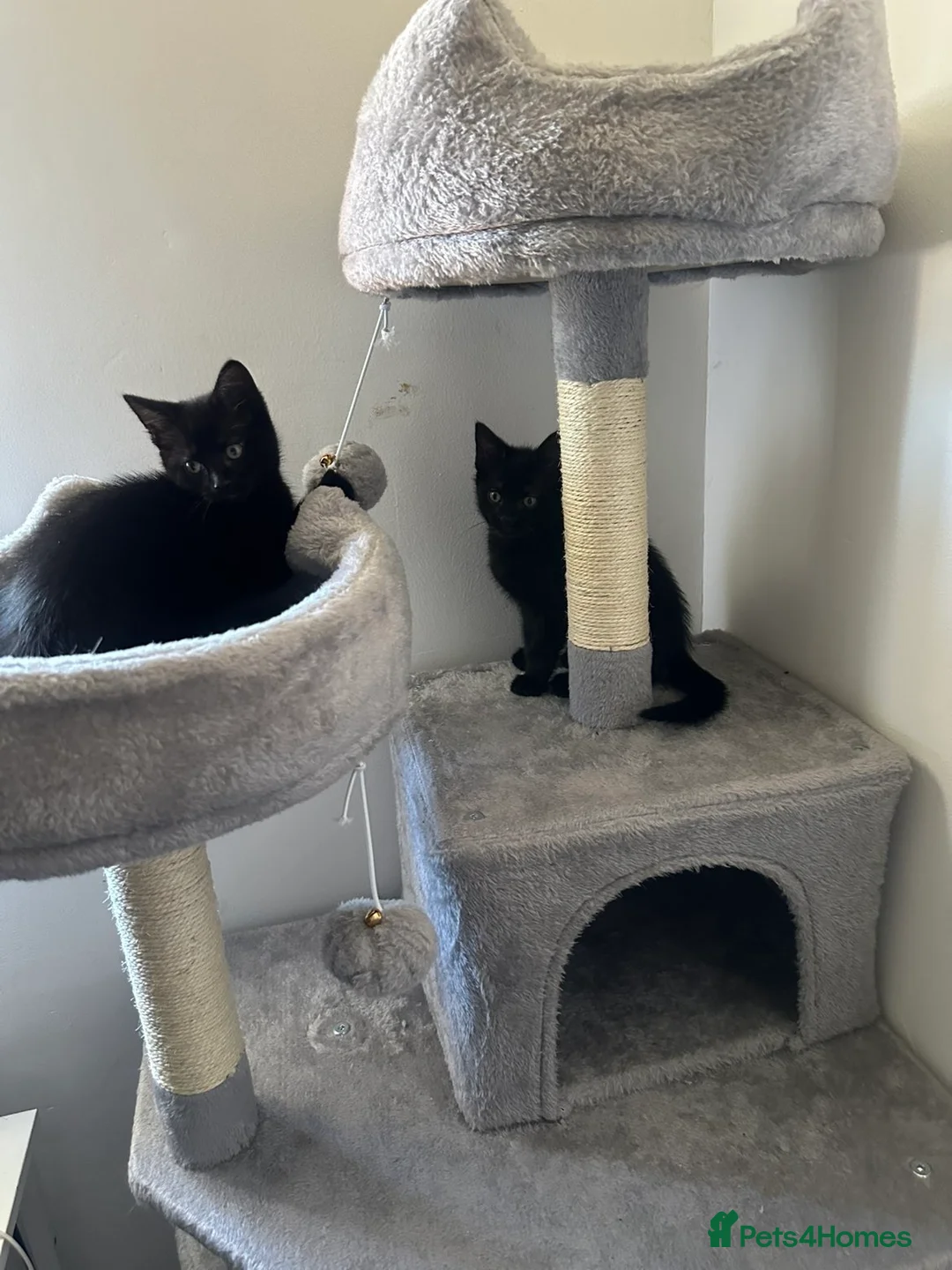 Mixed Breed cats for sale: 2 beautiful kittens for sale  - Advert 2