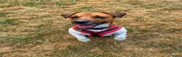 Jack Russell dogs for adoption: Jasper - Advert 4