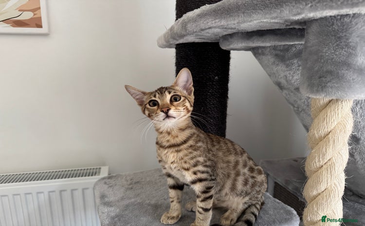Savannah cats - Advert 5