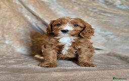 Cavapoo dogs for sale: Gorgeous Fox Red Cavapoo health tested parents  - Image 36